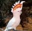 Meysam_parrots_esf