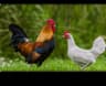 مرغ و خروس سیاه
