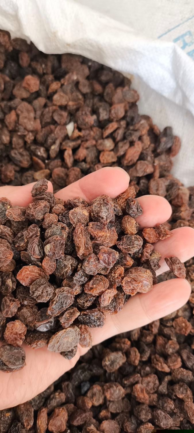 انواع کشمش گله کاشمر.درگز